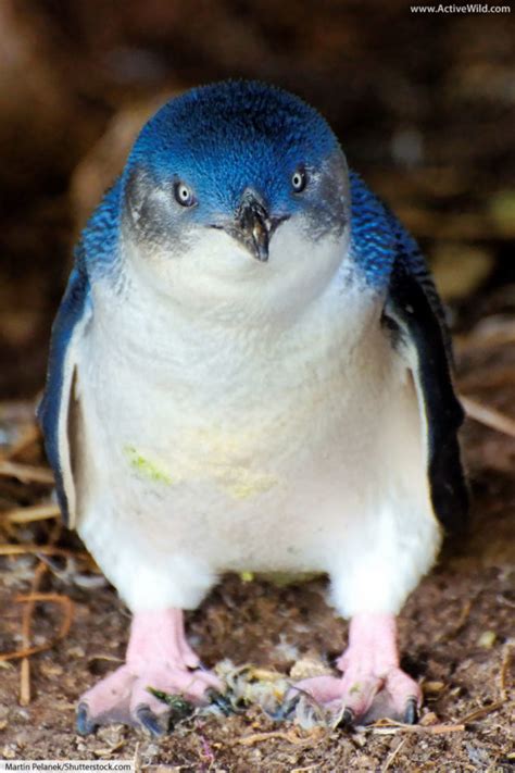 Little Penguin Facts, Pictures, Video & Info: Smallest Penguin In The World