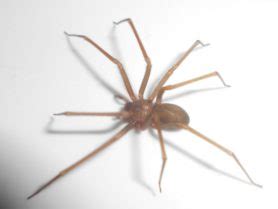 Loxosceles alicea (Mediterranean Recluse) - Spider Identification ...