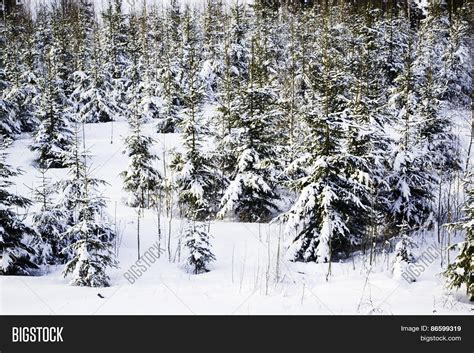 Christmas Tree Forest Image & Photo (Free Trial) | Bigstock