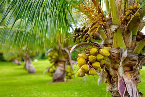 17+ is coconut water good for plants - HuzaifahPavel