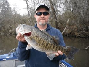 Types Of Bass: Positive Identification and Species Information - USAngler