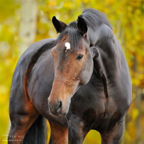 Gorgeous Bay | Horses, Bay horse, Horse love