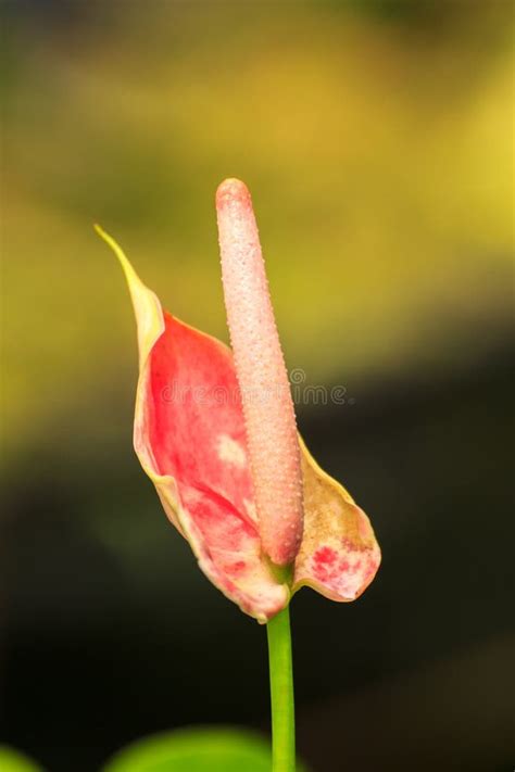 Spadix. stock photo. Image of plant, spadix, green, garden - 26419458