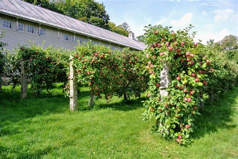 The Many Apple Trees at My Farm - The Martha Stewart Blog