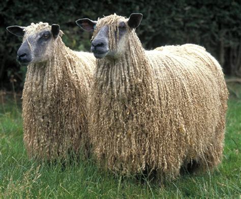 Wensleydale sheep | petmapz by Dr. Katz, Your veterinarian endorsed pet community!