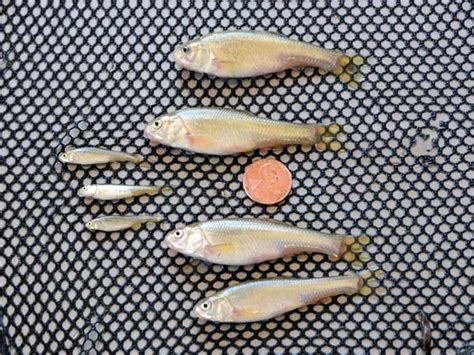 Fathead Minnows: A Great Food Fish for New Ponds - American Sport Fish