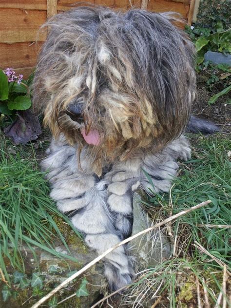 Bergamasco Shepherd Puppy