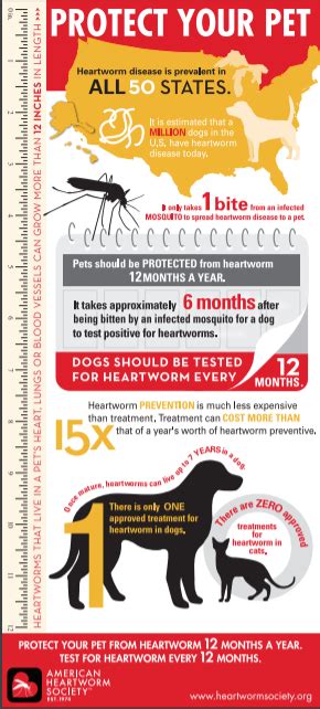 Heartworm Disease