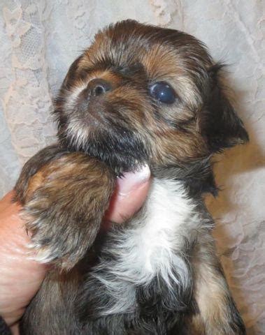 Yorkie Mix (Shorkie - Yorkie & Shih Tzu) Puppies for Sale in Los Gatos, California Classified ...