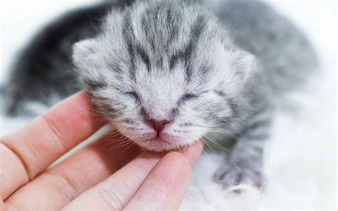 When Do Kittens Open Their Eyes - All You Need Infos