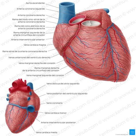 Vascularización del corazón: Anatomía y ramas | Kenhub