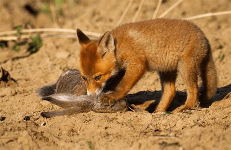 Top 170 + Fox animal what do they eat - Electric-kingdom.net