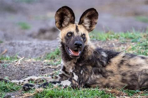 African Wild Dog (African Painted Dog) | Cindy Goeddel Photography, LLC