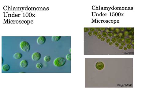 Solved Look at the specimen Chlamydomonas. What | Chegg.com