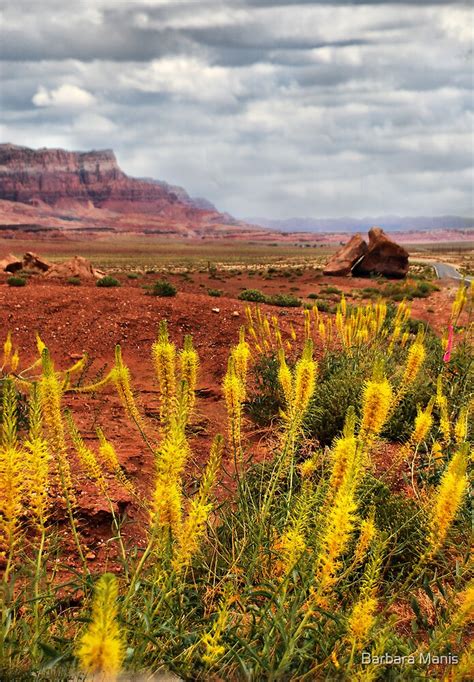 "Arizona Landscape" by Barbara Manis | Redbubble