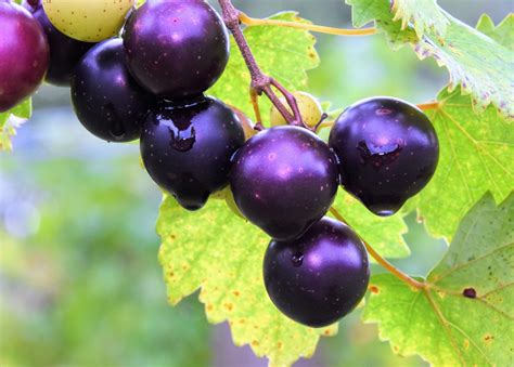 Plant compounds in muscadine grapes block coronavirus replication - Earth.com