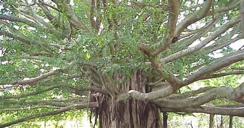 Let Us Make All Trees Sacred So That They Are Not Cut | Hindu Blog