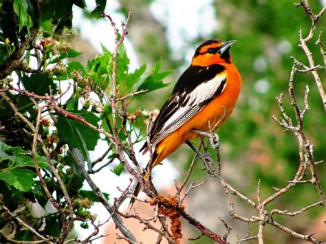 Birds In Montana: 26 Colorful Species Part Of This States Wildlife