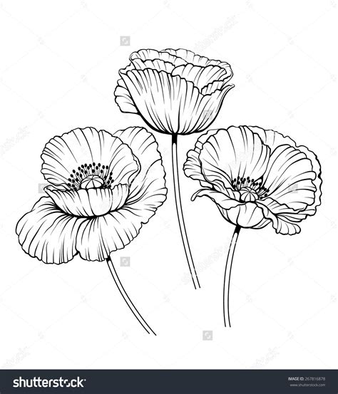 Poppy Flower Drawing Black And White - Poppy | ClipArt ETC | Poppy drawing, Poppy flower art ...