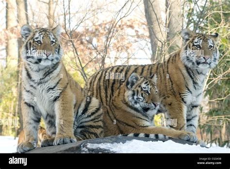 First snow for the Amur Tiger Cubs at the Bronx Zoo. New York City, USA - 28.12.10 Stock Photo ...