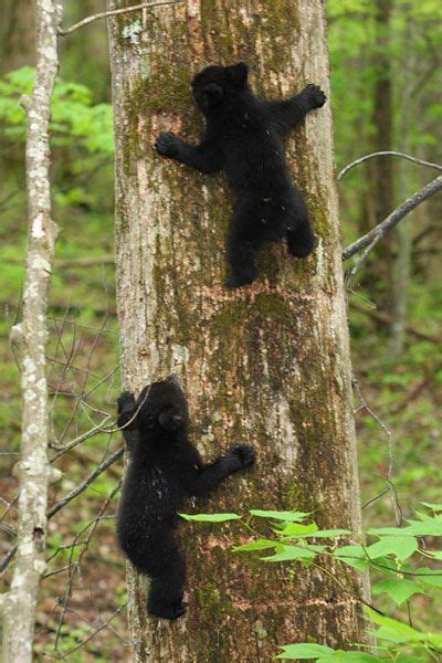 49 Great Smoky Mountains Wildlife ideas | great smoky mountains, smoky ...