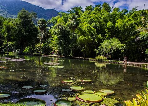 Rio’s Tijuca National Park: Explore the World’s Largest Urban Forest