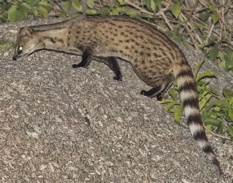 Small Indian Civet - Facts, Diet, Habitat & Pictures on Animalia.bio