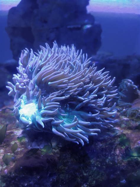 What to feed Duncan coral? | Reef2Reef