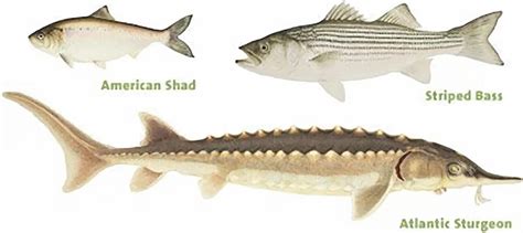 Monster Atlantic Sturgeon Discovered in Hudson River Signals Hopeful Future for Dwindling ...