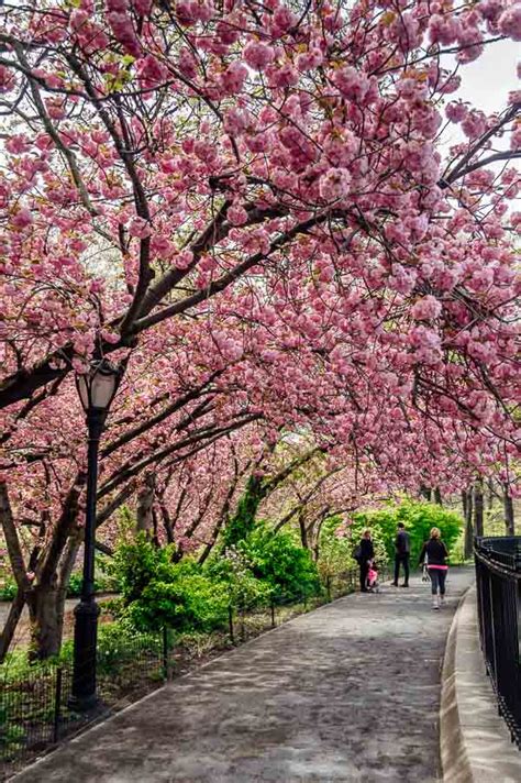 Peak Bloom Cherry Blossoms in Central Park • NYC • The Wanderbug