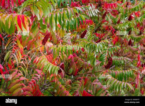 Stag-horn plant showing beautiful red blossoms Stock Photo - Alamy