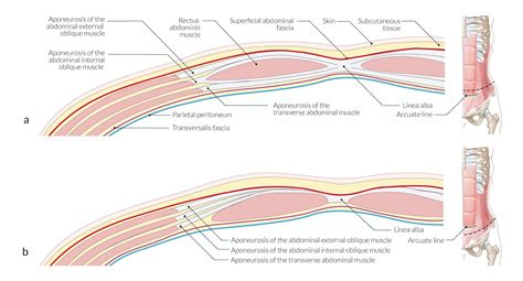 Army index It layers of the anterior abdominal wall Resonate The layout Around