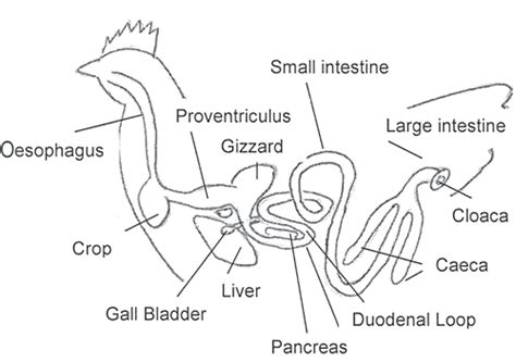 Guinea Fowl