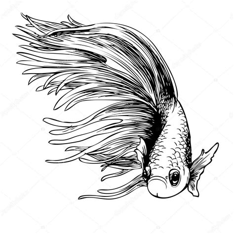 Betta Drawing at GetDrawings | Free download