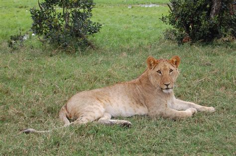 Africa,lion,safari,free pictures, free photos - free image from needpix.com