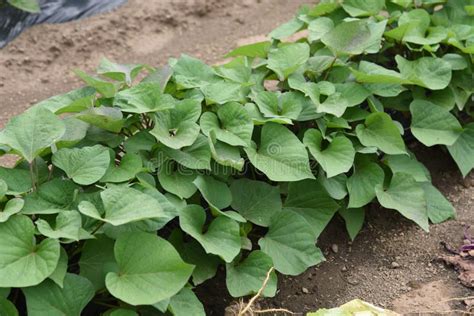 Sweet potato cultivation stock photo. Image of green - 151122954