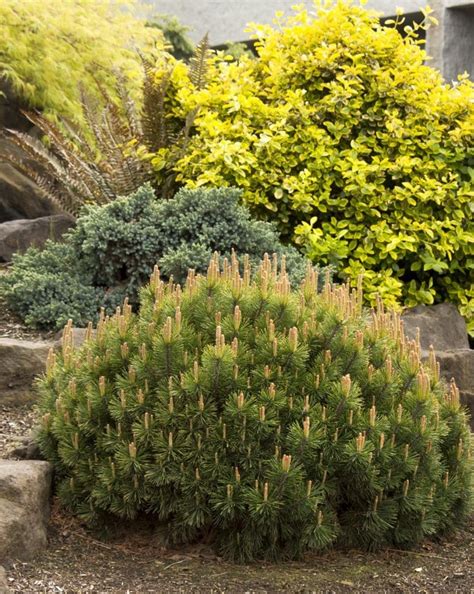 Dwarf Mugo Pine - Plant Library - Pahl's Market - Apple Valley, MN