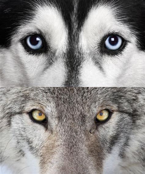 10 Key Differences Between Wolves and Dogs | Wolf eyes, Dog eyes, Dogs