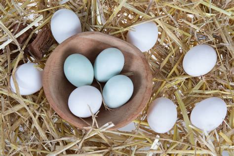 When Do Araucana Chickens Start Laying Eggs? (Facts & Tips) - Chicken & Chicks Info