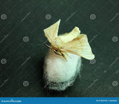 Silk Moth on Silk Cocoon stock image. Image of insect - 21563163