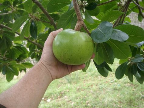 Lucuma Fruit