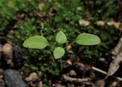 Common chickweed | Cornell Weed Identification