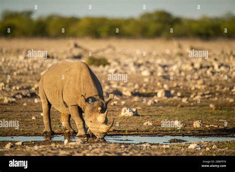 3 horned black rhino Stock Photo - Alamy