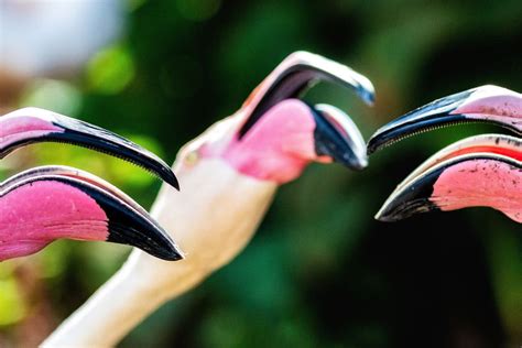 Why Flamingo Tongues Are So Fascinating | The Popular Flamingo