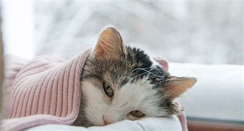 Cat Dry Skin - Causes, Symptoms, and Cat Dry Skin Treatment