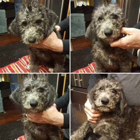 Schnoodle Puppies For Sale | Rocklin, CA #290891 | Petzlover