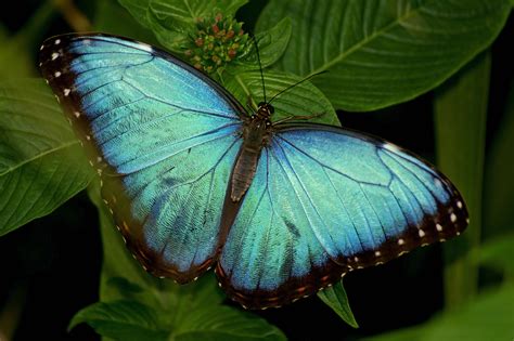 Blue Morpho Butterfly Habitat Map