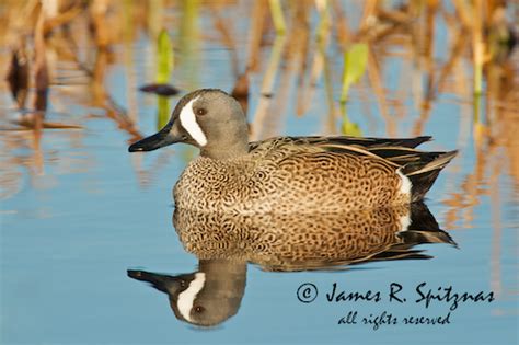 Blue-winged Teal [Duck] (male, breeding) - Anas discors | Flickr