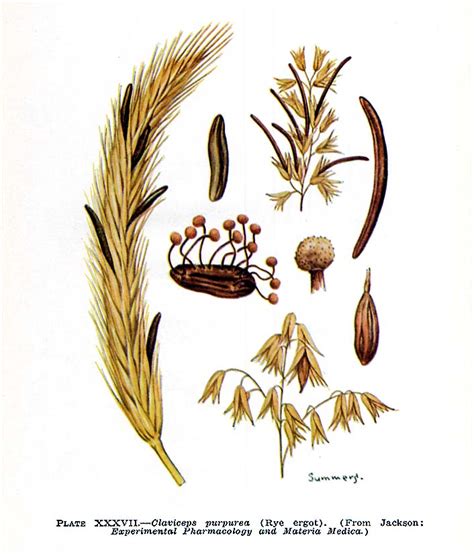 Claviceps purpurea (Ergot fungus) (Sphacelia segetum)