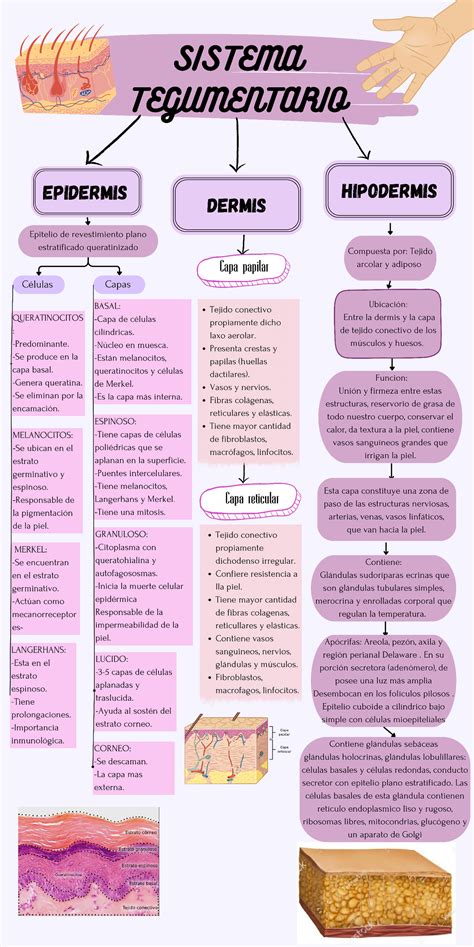 Sistema Tegumentario - Anatomía Y Fisiología Animal - Studocu